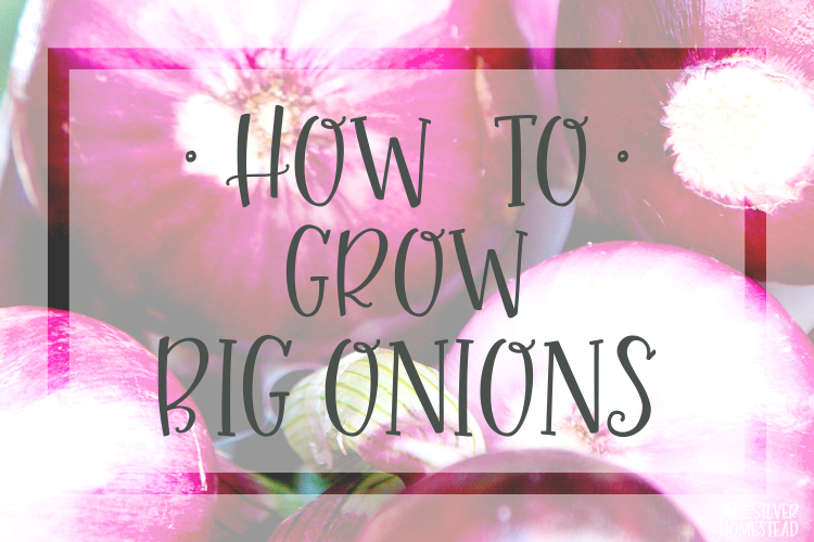 How to Grow Big Onions