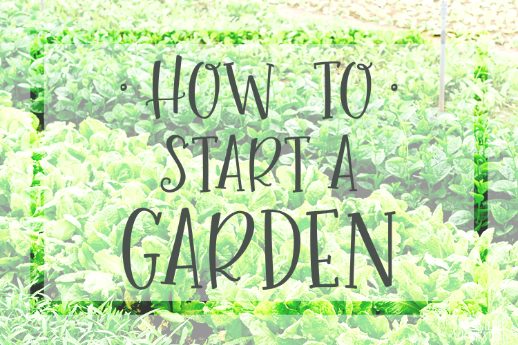 How To Start a Garden