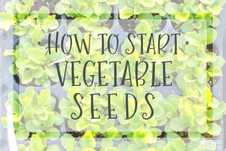 How To Start Vegetable Seeds