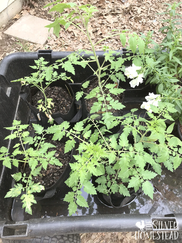 Harvest Tomatoes a Month Sooner black grow bag trick