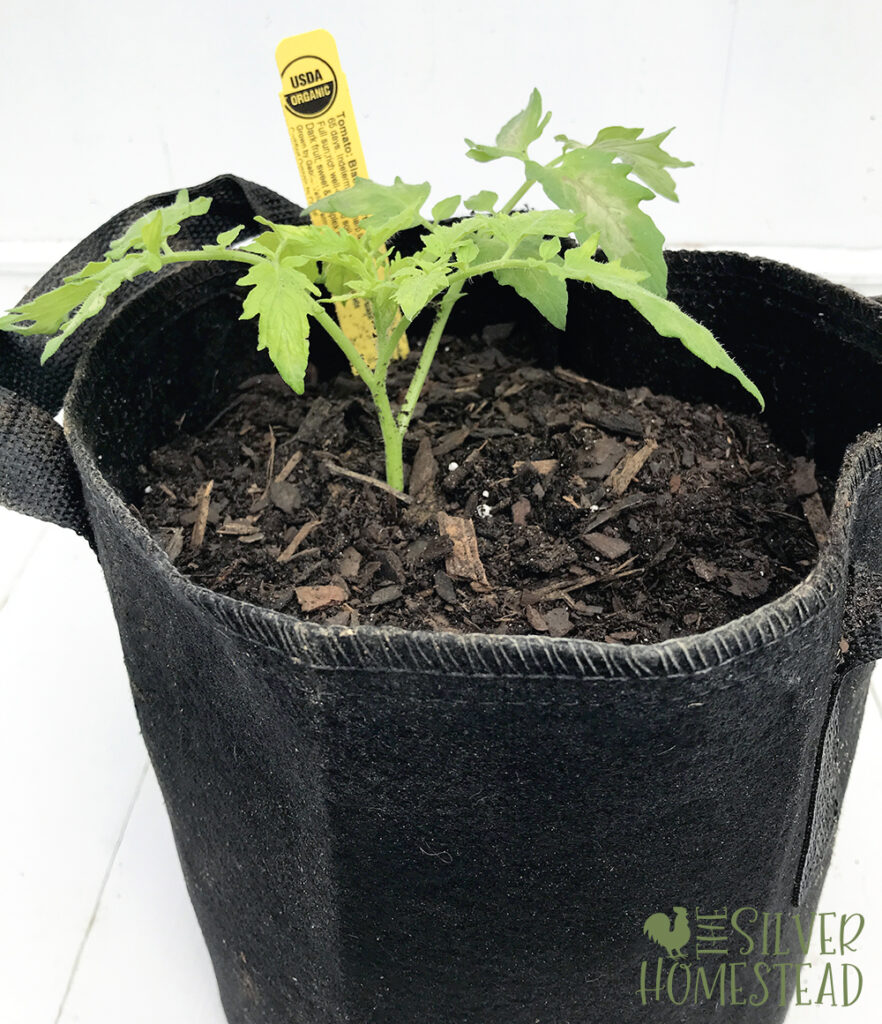 Harvest Tomatoes a Month Sooner black grow bag trick