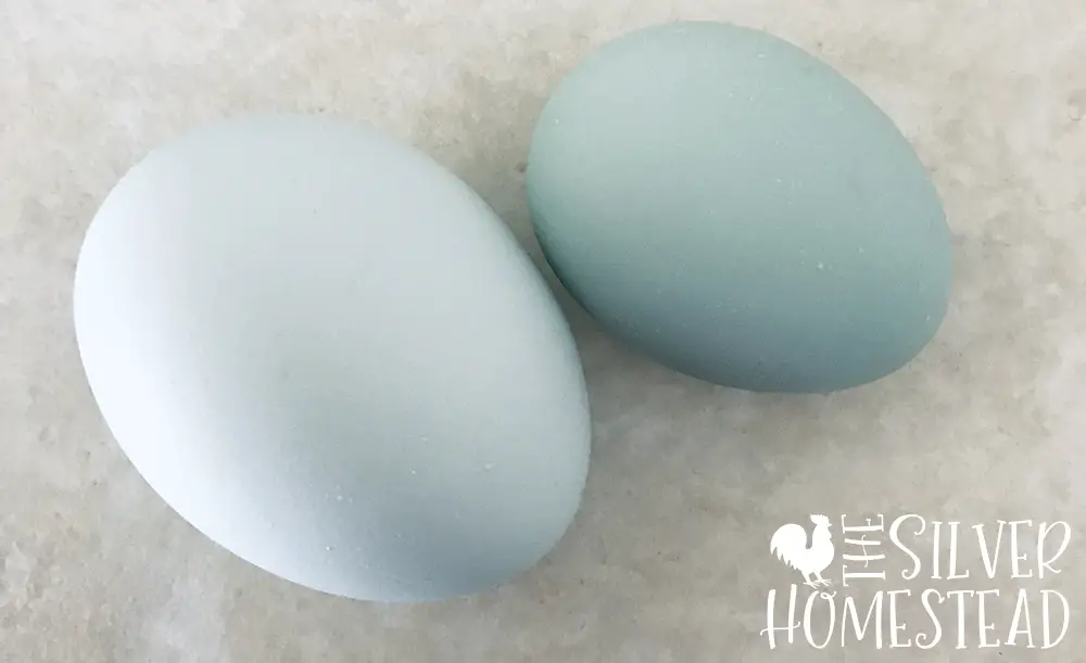 vibrant deep blue chicken pullet egg next to a whiting true blue breed powder blue egg