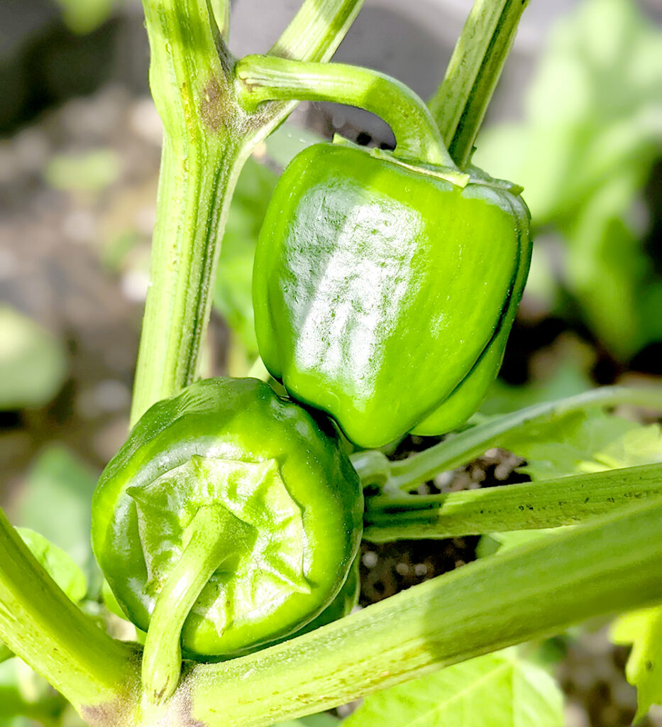 big green bell peppers growing on plant in a garden