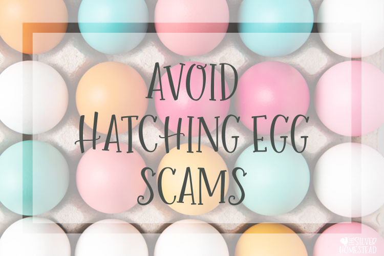 Avoid Hatching Egg Scams