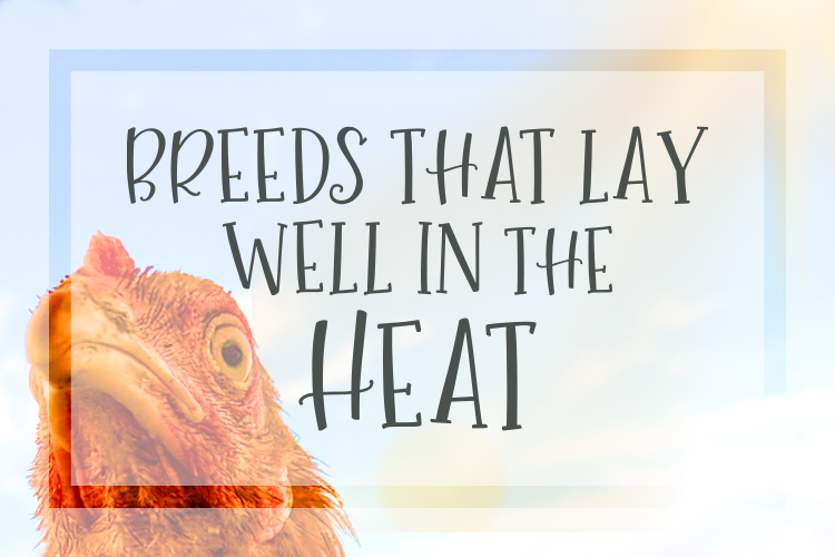 A red hen against a blue sky with text that reads Chicken Breeds that Lay Well in the Heat