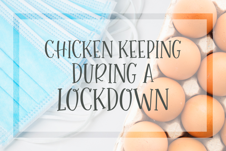 Chicken Keeping During A Lockdown keeping backyard chickens during a lockdown hen hens chicks roosters feed flock feed store sold out
