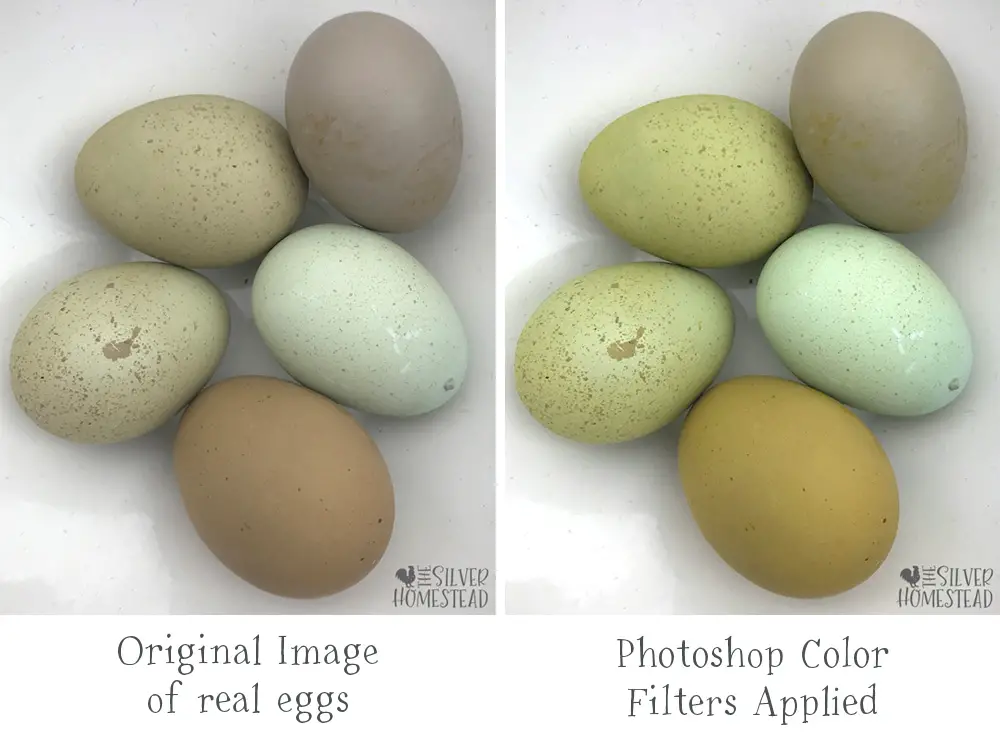 Two speckled olive eggs, one speckled seafoam easter egger egg, an olive egg and a heavy bloom olive egg shown in natural light and with two Photoshop color filters applied to make them appear brighter to help you Avoid Hatching Egg Scams