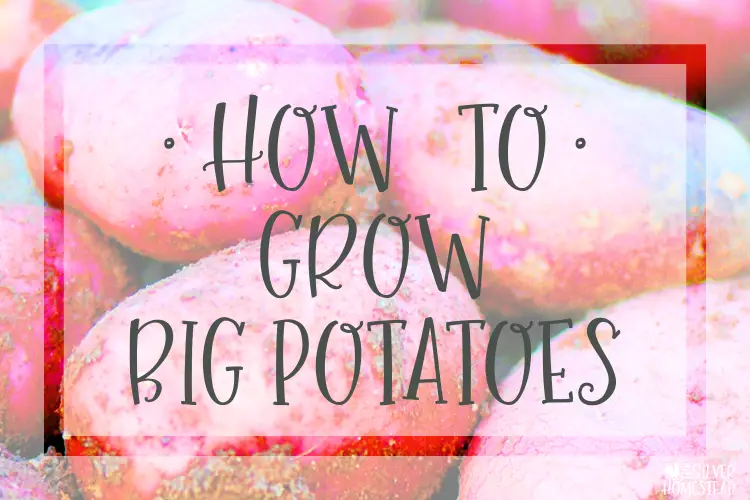 how to grow big potatoes backyard gardening beginner pot grow bag bucket food victory emergency