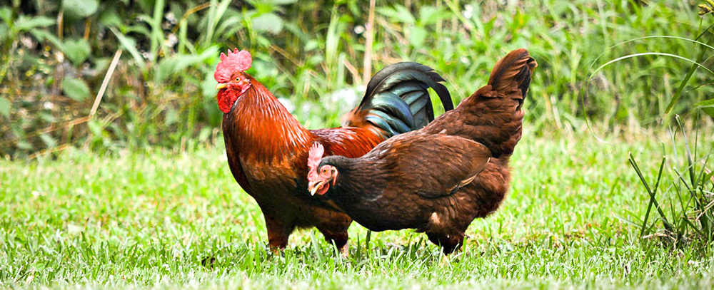 Rhode island red hen and rooster free ranging over green grass