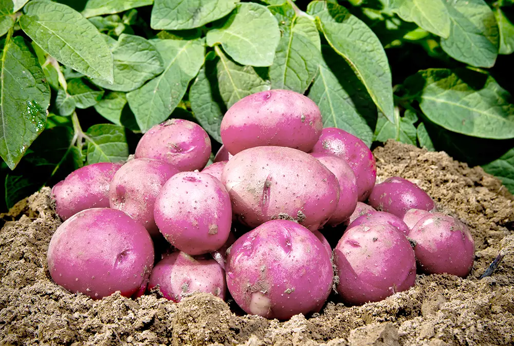 Grow Big Potatoes