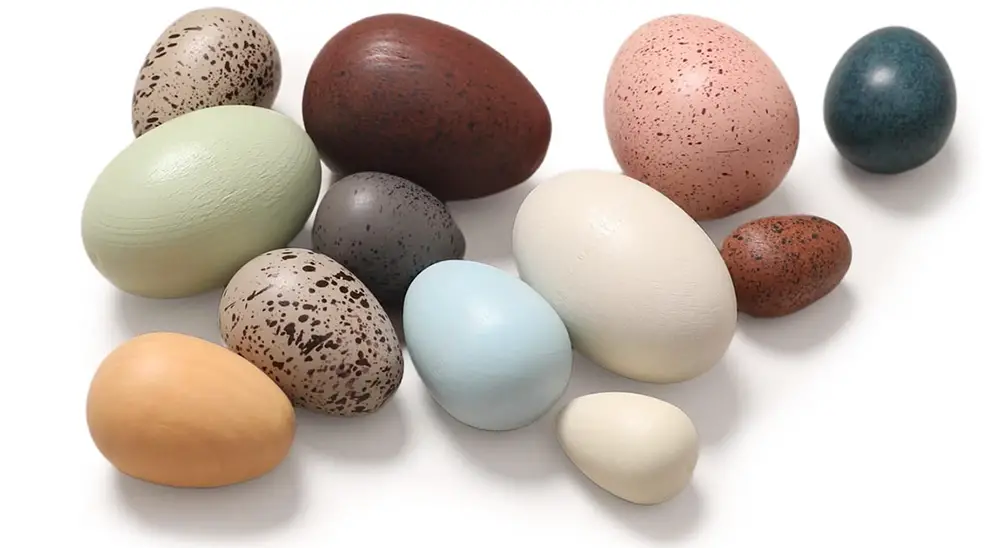 wood egg toy assortment of colors easter egger chicken breeds can lay
