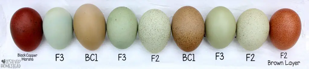 Whiting True Blue bred speckled olive eggers F1 F2 F3 black blue copper marans cross hybrid speckling green dark rare heavy freckled backyard chickens eggs chicken egg colors by breed labeled egg pictures pics photos images 