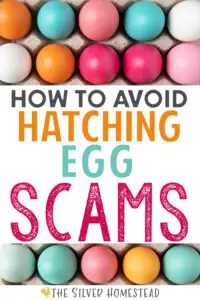 colored chicken eggs with text that reads avoid hatching egg scams