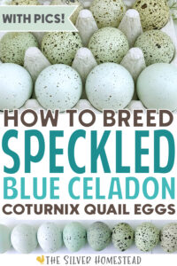 Breeding speckled celadon coturnix quail eggs blue mint green olive rare unique hatching eggs