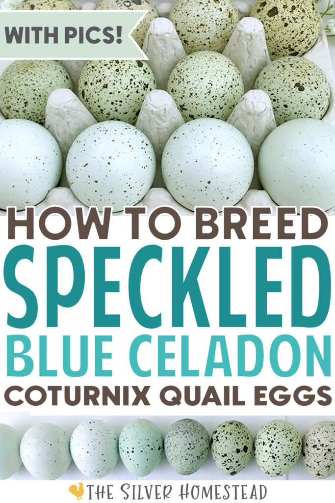 Celadon Quail Hatching Eggs – Az Chickens