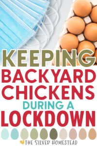Chicken Keeping During A Lockdown keeping backyard chickens during a lockdown hen hens chicks roosters feed flock feed store sold out