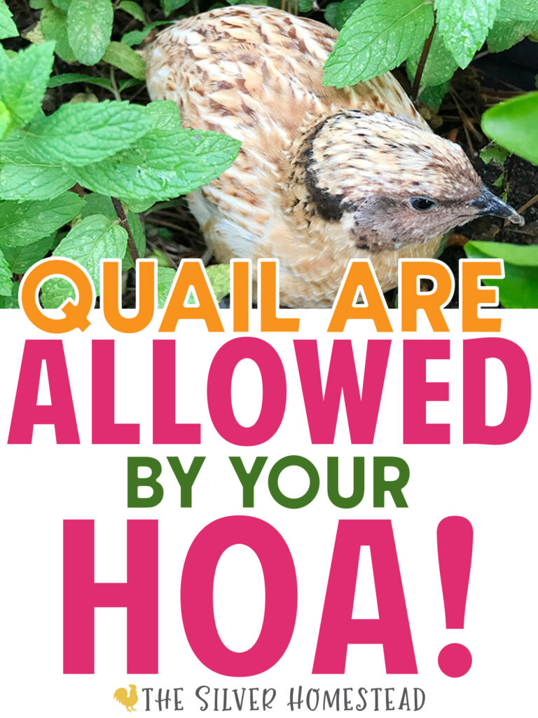 backyard coturnix quail are allowed by your HOA for fresh eggs celadon jumbo laying in quail coop aviary hutch