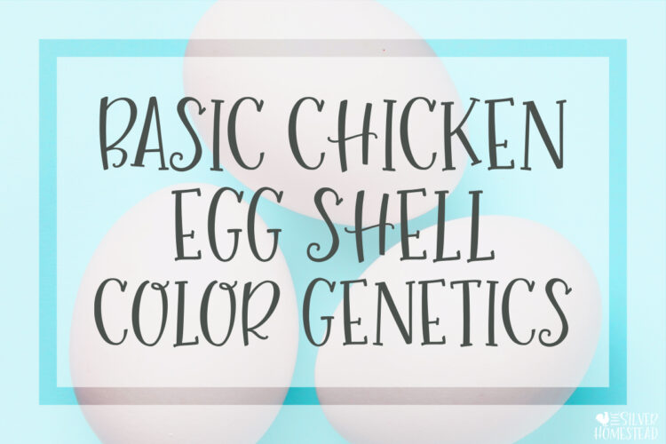 Basic Chicken Egg Shell Color Genetics