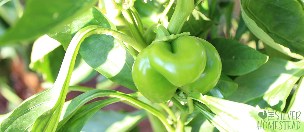 short squat green bell pepper from heat stress 