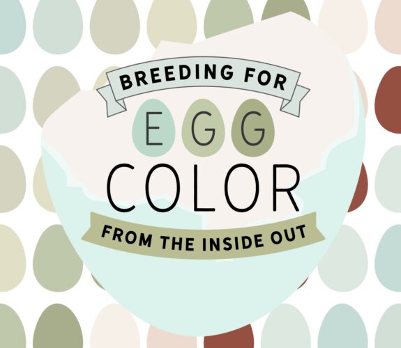 Egg Shell Interior Colors basic chicken egg color genetic inheritance how chicken eggs get colored speckled olive homozygous blue cream dark chocolate marans eggs welsummer moss olive egger heavy bloom purple pink breeding for chicken egg color from the inside out breeder secret recipe book notes PDF
