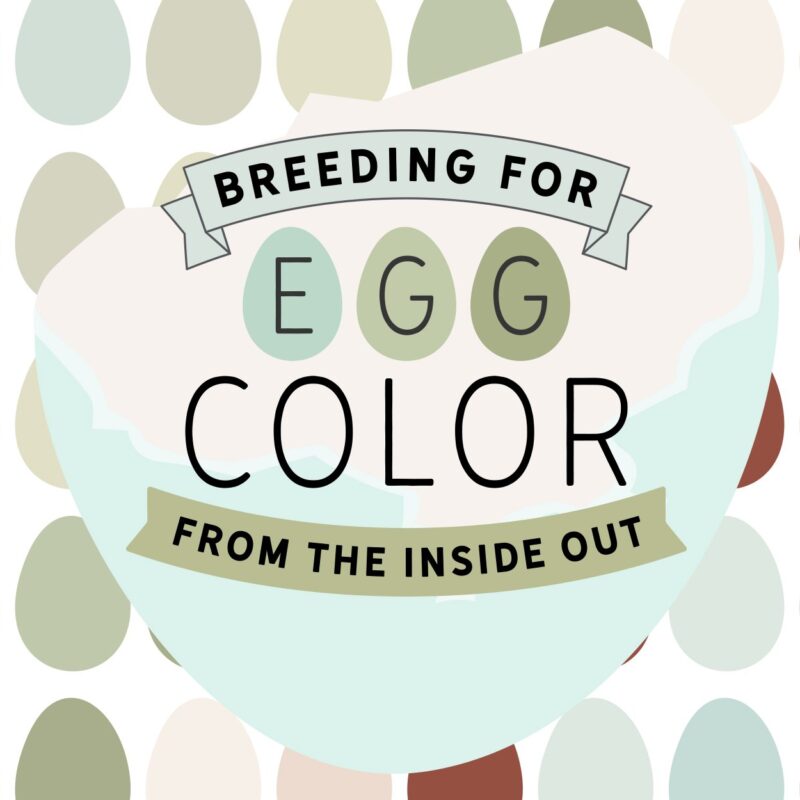 Breeding for Egg Color from the Inside Out - PDF