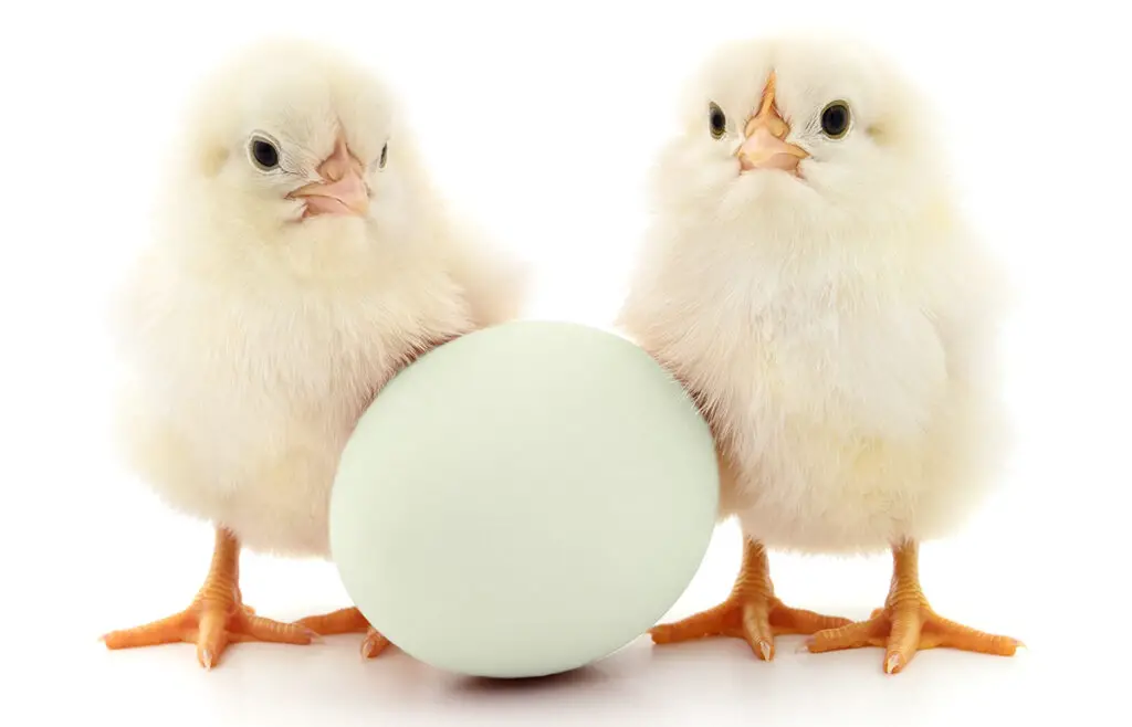 2 yellow easter egger chicks next to a pastel green chicken egg
