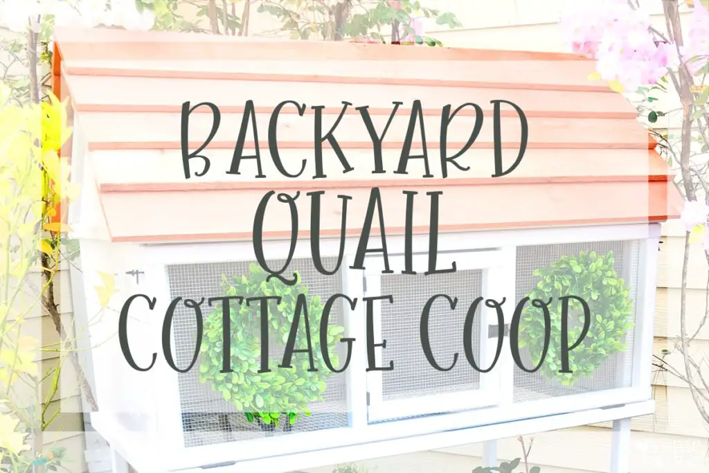 backyard coturnix quail white cottage coop hutch with wreath flowers farmhouse farm homestead japanese button king quails