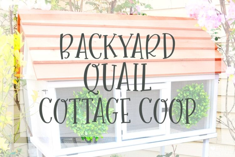 white cottage farmhouse style backyard coturnix quail coop building plans