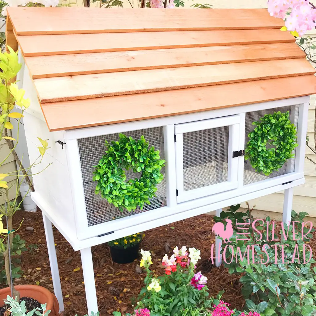 Farmhouse style quail cottage coop designed by the Silver Homestead holds 12 coturnix quail