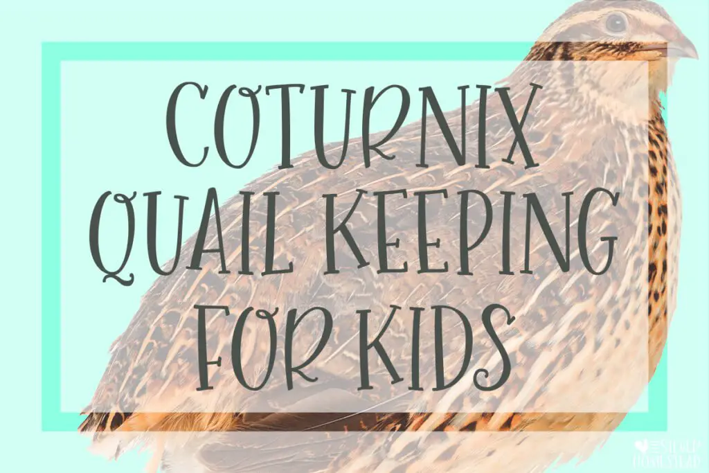 Coturnix Quail Keeping for Kids standard jumbo celadon backyard homestead farm fresh eggs food production 