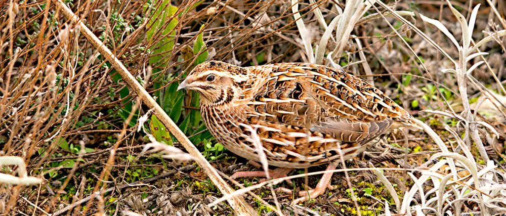 coutrnix quail hen in brushy grass