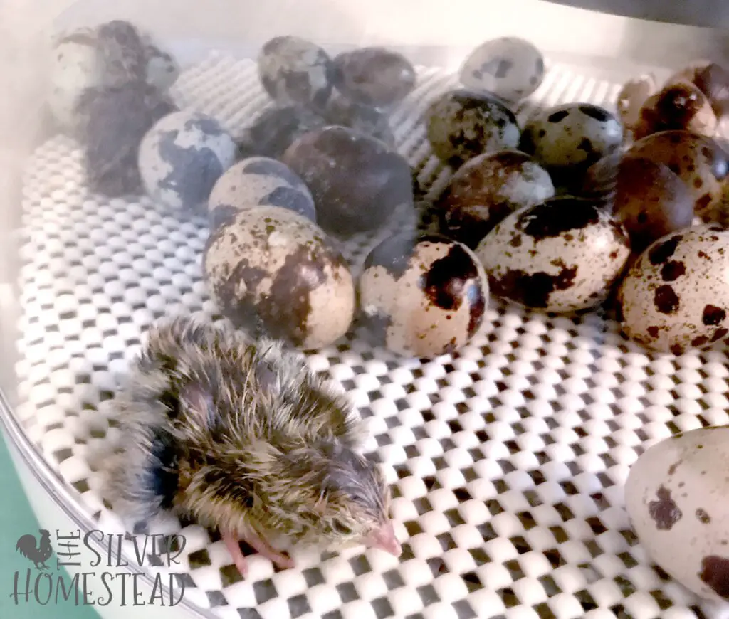 Coturnix Quail chicks hatching in a Nurture Right 360 incubator