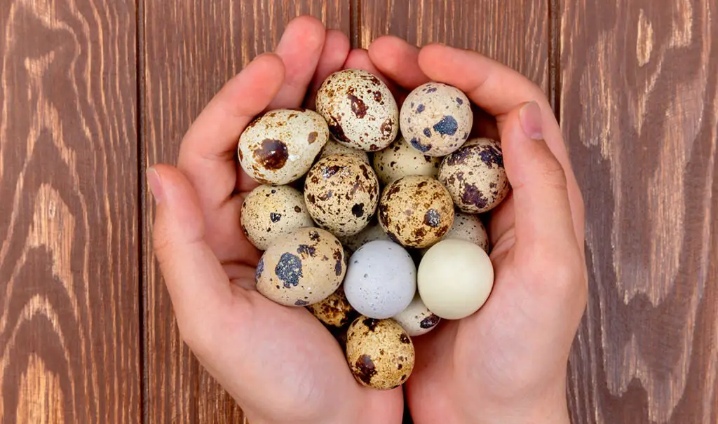 handful of coturnix quail eggs
