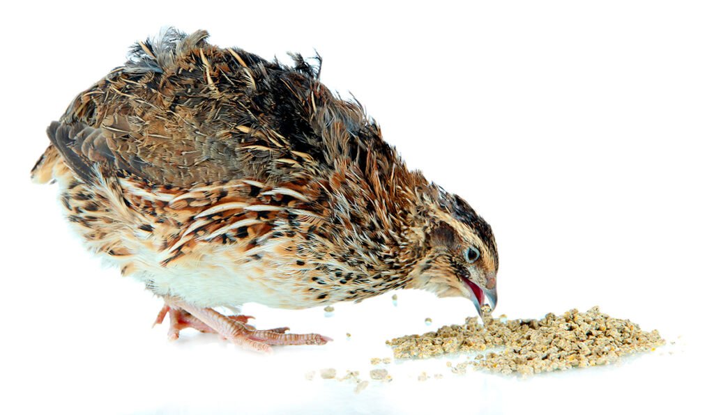 jumbo coturnix quail hen eating spilled game bird feed crumbles quail food
