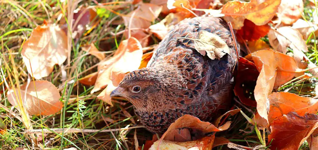 celadon coturnix quail hen in leaves