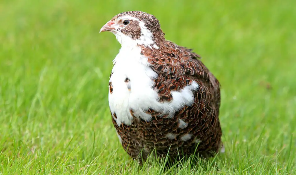 celadon coturnix quail adult hen