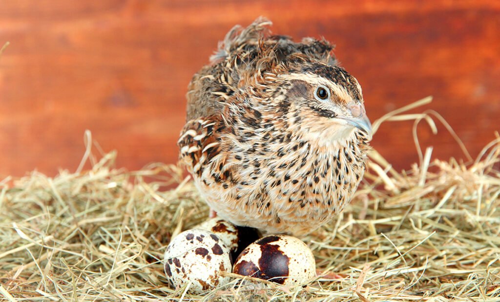 When Does a Coturnix Quail Hen Begin Laying Eggs pharaoh hen sitting on eggs