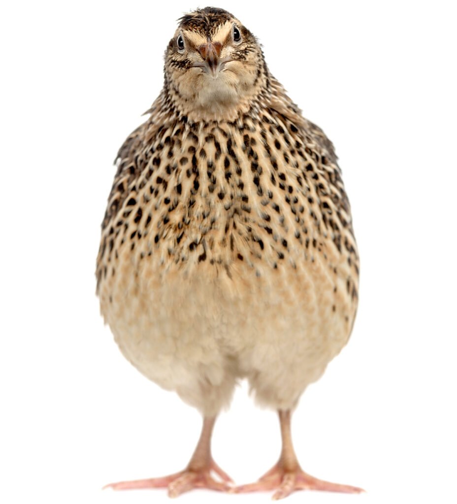 female coturnix quail with spotted feathers on chest feather sex japanese quail