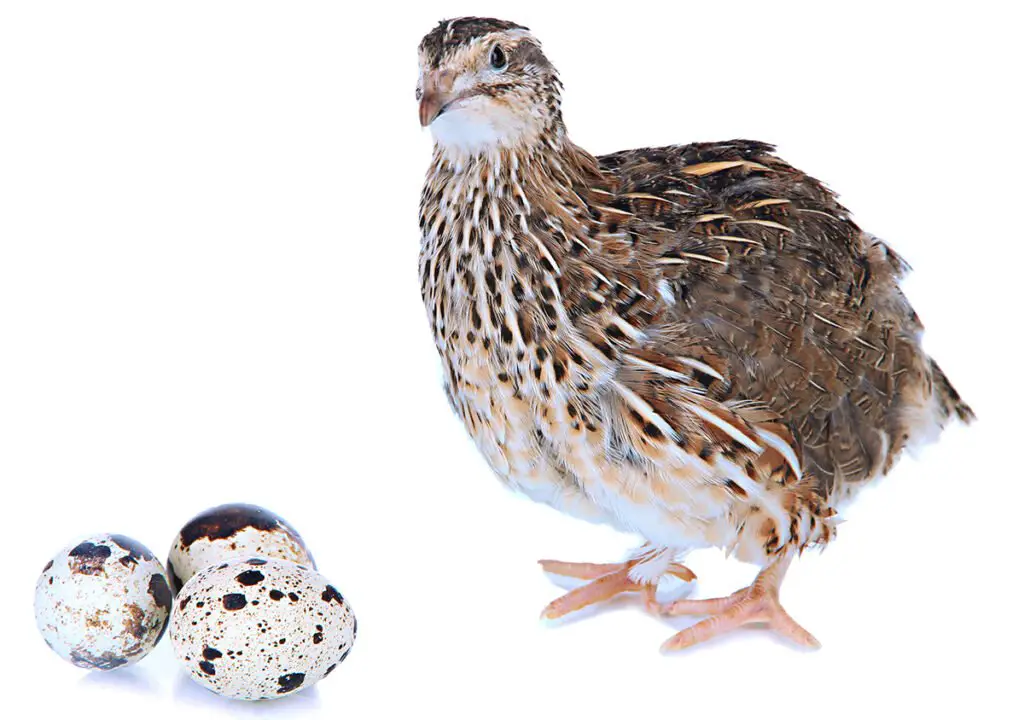 jumbo coturnix quail he with jumbo eggs