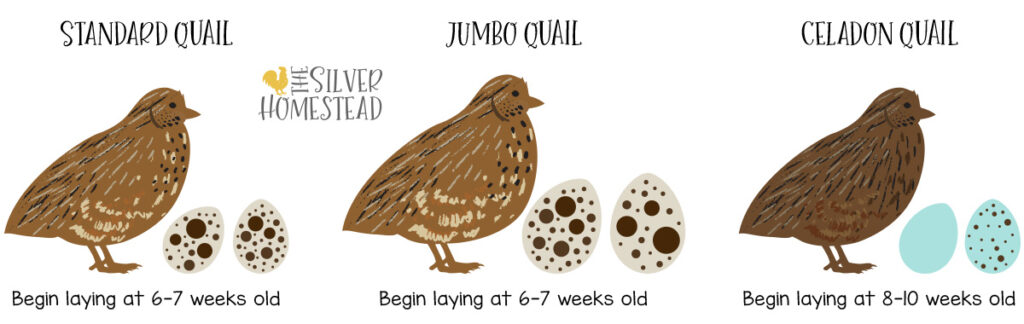 Coturnix quail what age when hens begin laying eggs standard jumbo celadon start laying