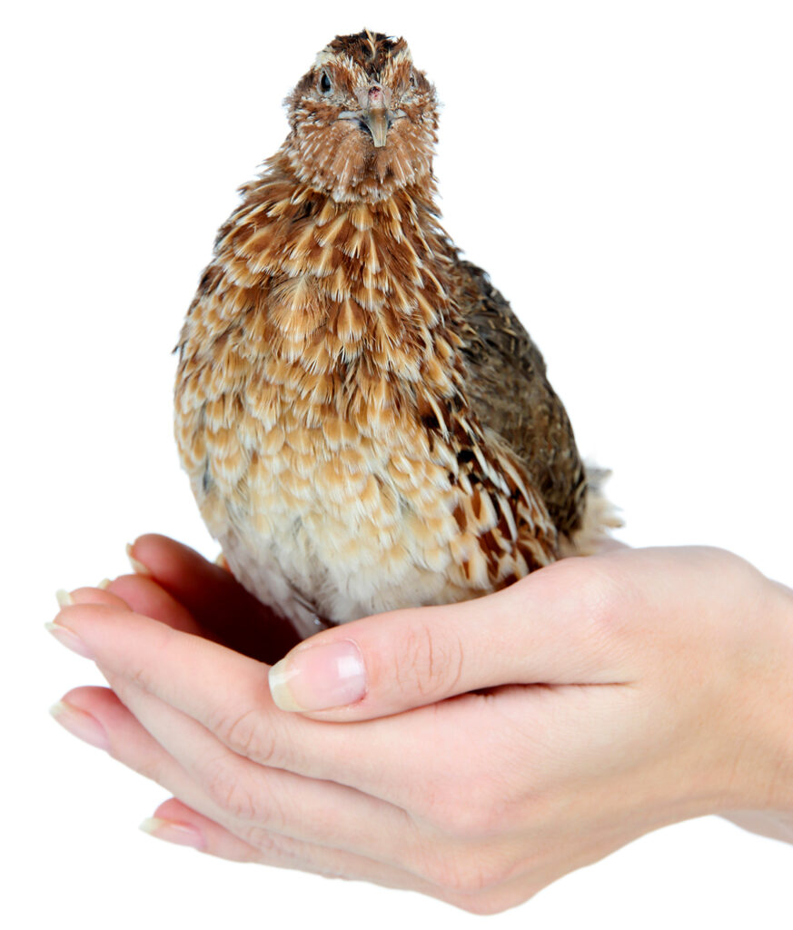 Coturnix Quail are Easy to Keep in backyard coop hutches ground pens aviaries jumbo celadon eggs