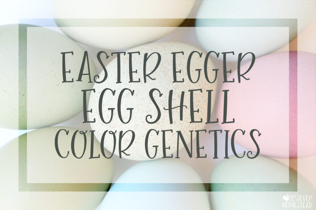 blue, green, and pink eggs on white with text that reads Easter Egger Egg Shell Color Genetics 
