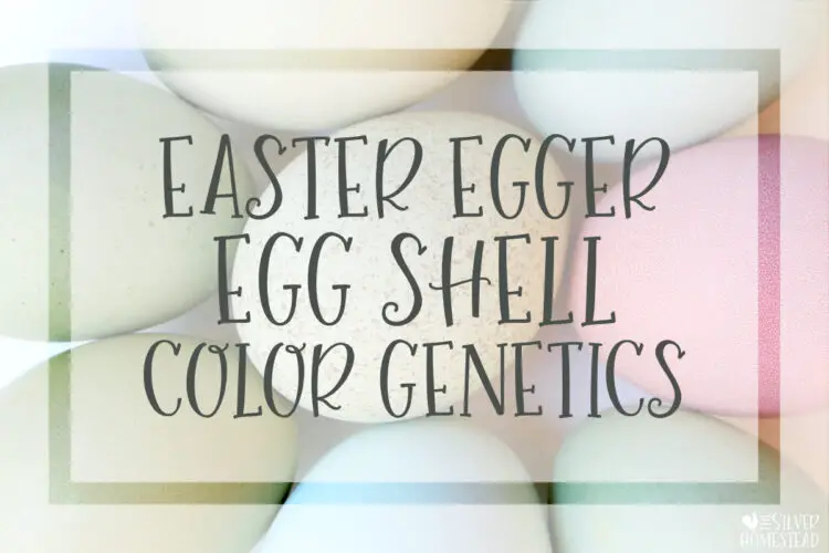 Easter Egger Egg Shell Color Genetics