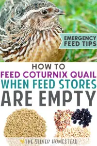 How to feed coturnix quail when feed stores are empty emergency feeding care tips