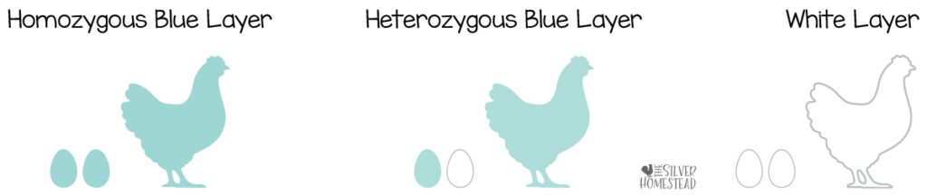 Basic Chicken Egg Shell Color Genetics blue and white calcium shell inheritance