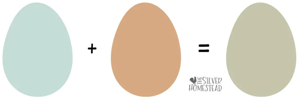 blue chicken egg shell plus brown tint makes green eggs