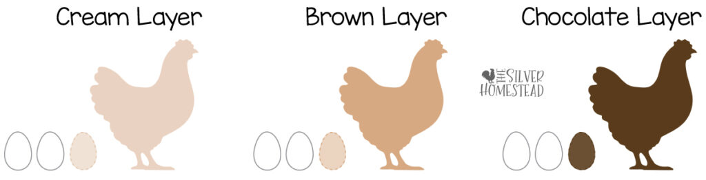 Basic Chicken Egg Shell Color Genetics white and brown tinted shell overlay color inheritance