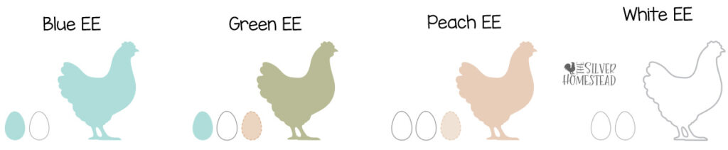 genetics of easter egger chicken hens blue green peach brown white EE egg color genes 