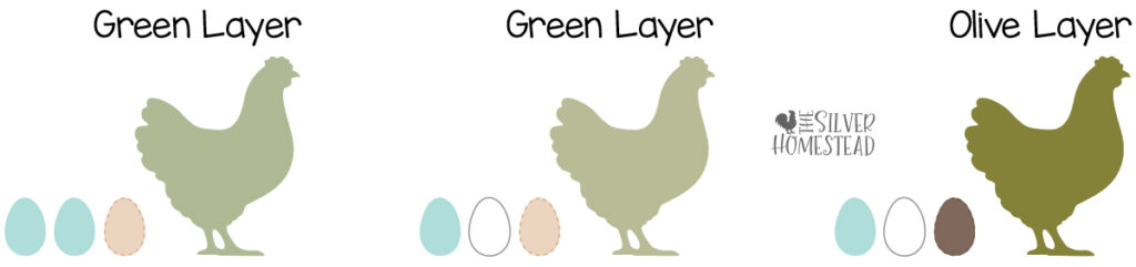 Basic Chicken Egg Shell Color Genetics white and blue shell with brown tinted shell overlay color inheritance green layer olive egger