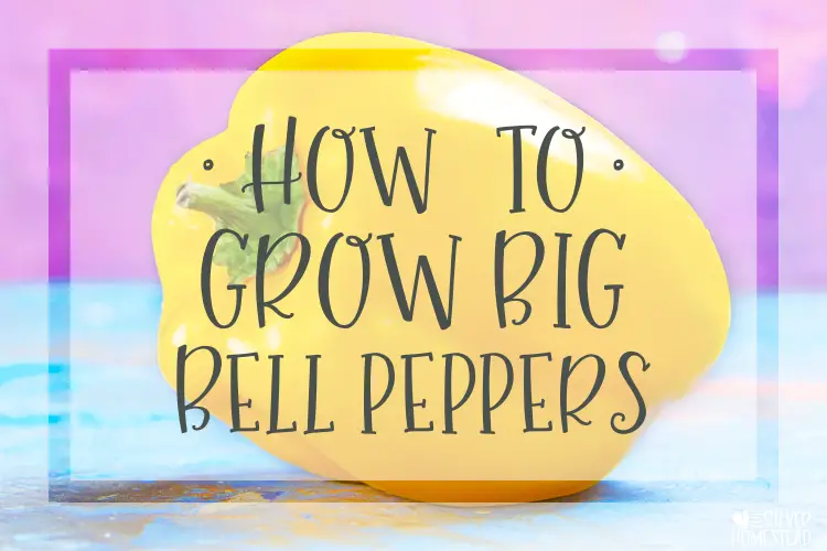 yellow bell pepper on blue wood table with purple background that reads how to grow big bell peppers 
